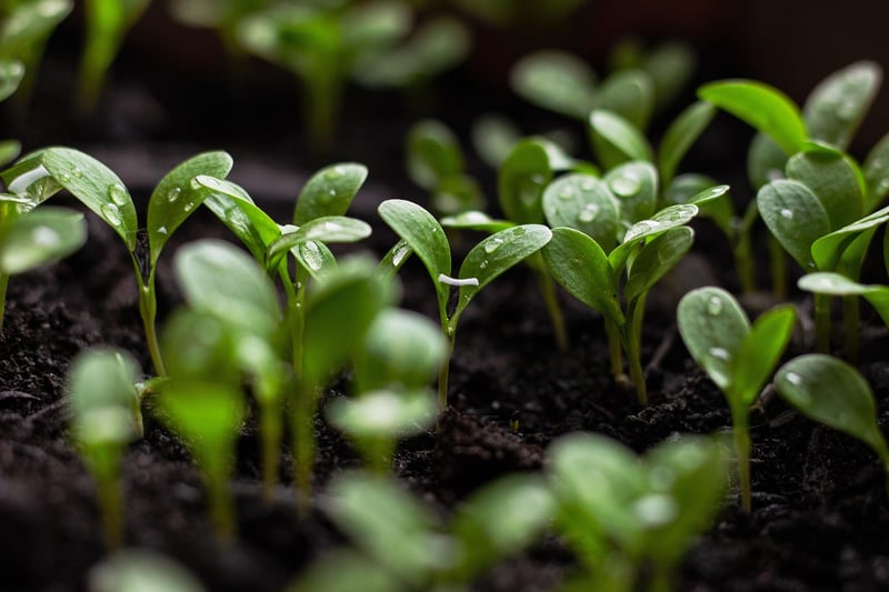 Food Sustainability Image